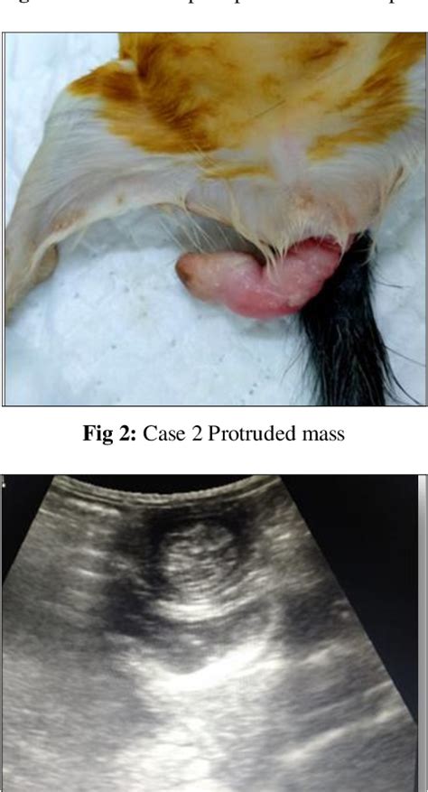 cat anus not closing|cat prolapse from anus.